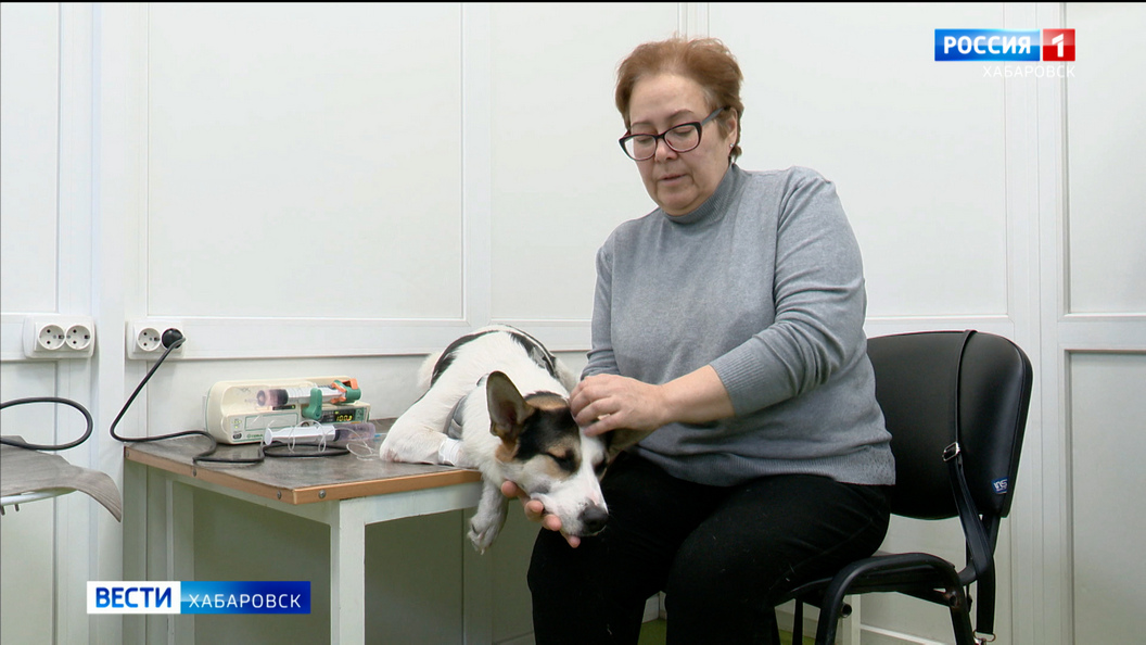 Полиция Хабаровска проводит проверку из-за отравления домашних собак в одном из районов города