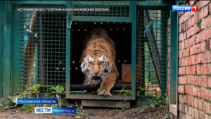 Две тигрицы, отловленные в Хабаровском крае, теперь будут жить в Московском зоопарке