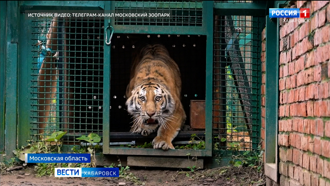 Две тигрицы, отловленные в Хабаровском крае, теперь будут жить в Московском зоопарке