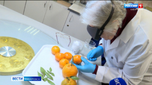 В усиленном режиме работают таможня и лаборатории Россельхознадзора перед новогодними праздниками