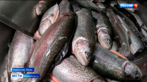 «Спрос растёт»: единственная за Уралом ферма по выращиванию форели планирует увеличить производство