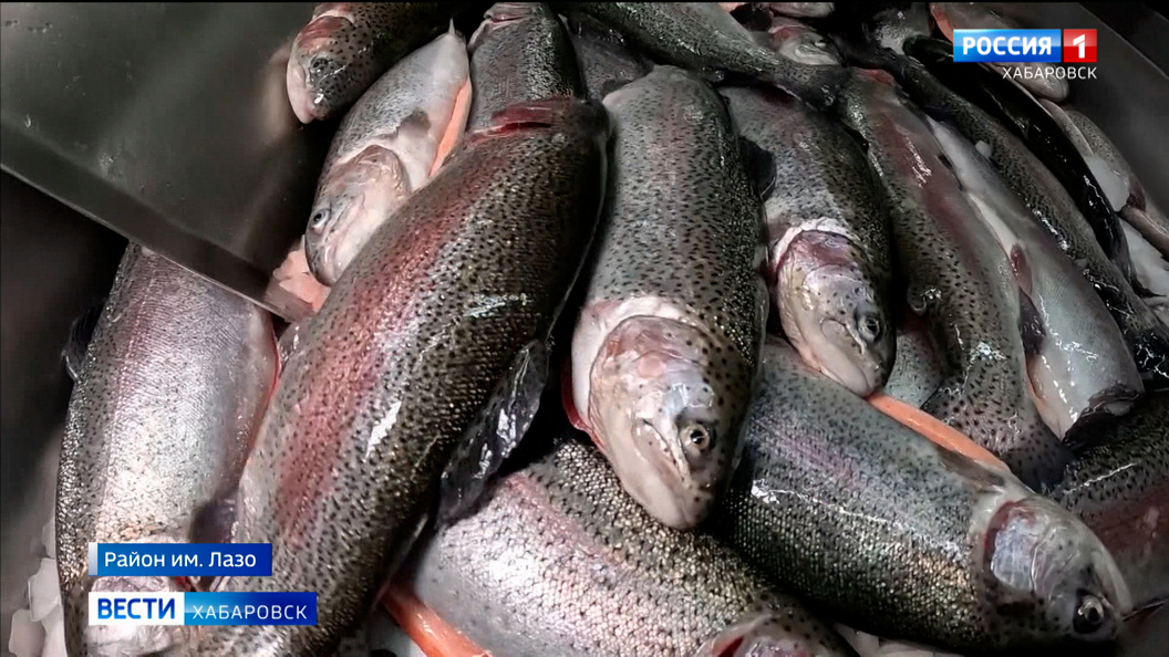 «Спрос растёт»: единственная за Уралом ферма по выращиванию форели планирует увеличить производство