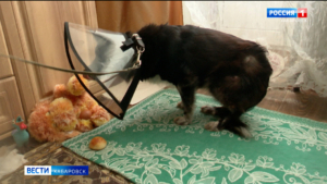 Полиция начала проверку после нападения агрессивного пса в Хабаровске