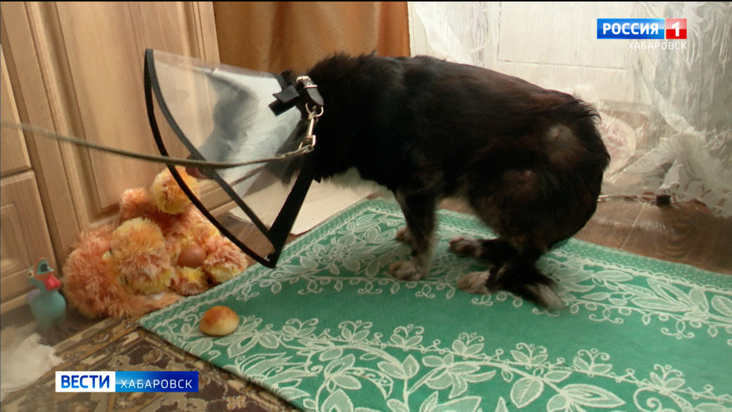 Видеосюжеты