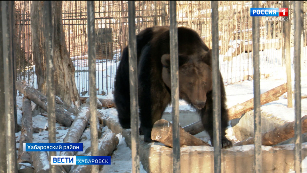 Переполох в зоосаде: медведь Буржуй наотрез отказался уходить в зимнюю спячку