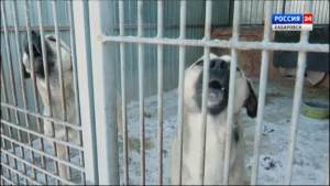 В следующем году в Хабаровске планируют отловить более 800 бездомных агрессивных и крупных собак