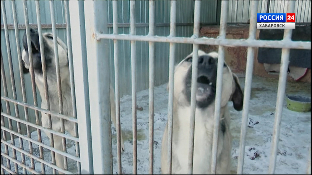 Видеосюжеты