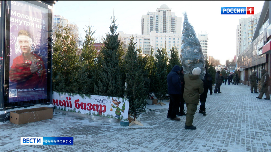 «Аромат возвращает в детство»: пик продаж новогодних ёлок в Хабаровске ожидают в конце этой недели