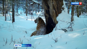 «Заповедная тайга скрывает много тайн»: на Большом Хехцире началась перепись его обитателей
