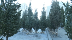 Ёлочные базары официально откроются в Хабаровске в эту субботу, 20 декабря