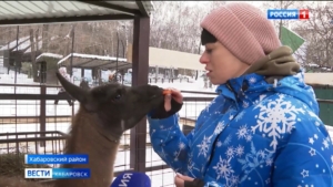 Маленькая, пушистая и с характером: нового питомца встретили в зоосаде «Приамурский»