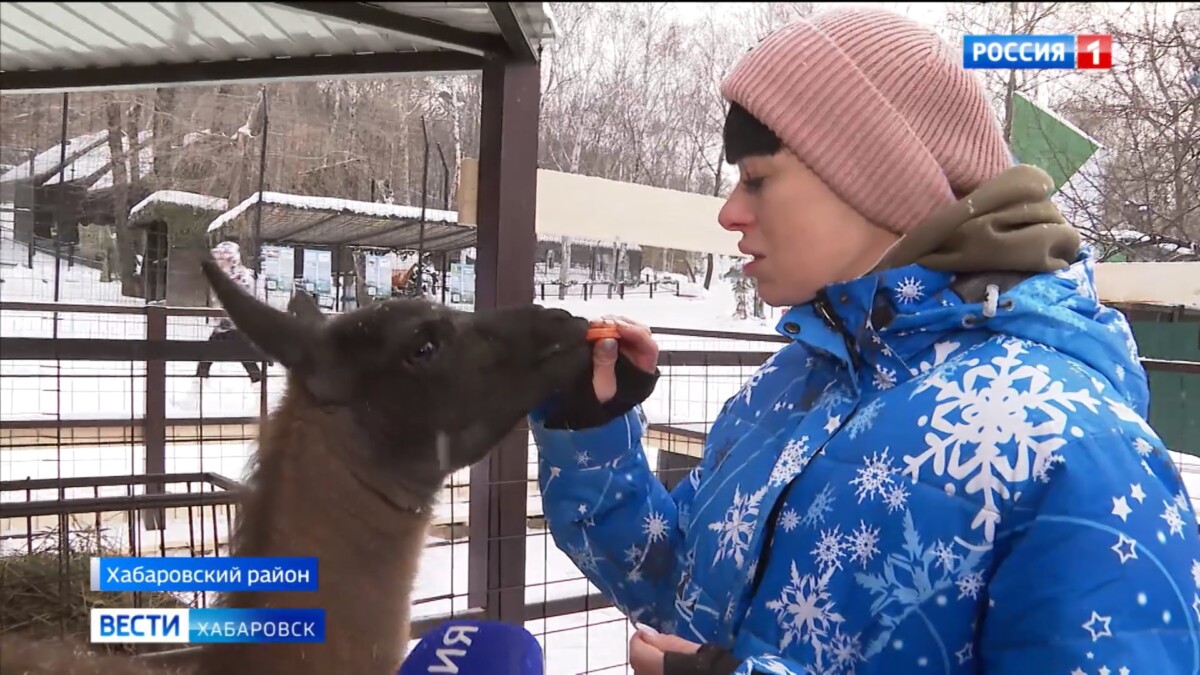 Маленькая, пушистая и с характером: нового питомца встретили в зоосаде «Приамурский»