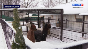 Карамелька или Ляля: в зоосаде «Приамурский» подводят итоги голосования за имя новой ламы