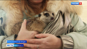 «Это моя маленькая сказка!»: многодетная мама из Комсомольска организовала семейную чудо-ферму