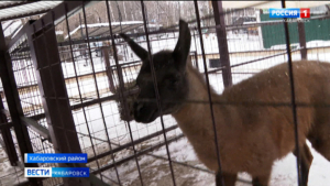 Хабаровчане выбрали имя для ламы, новой постоялицы зоосада «Приамурский»