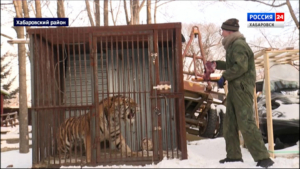 Сразу трёх тигров в тяжёлом состоянии спасают специалисты центра Охотнадзора села Сосновка