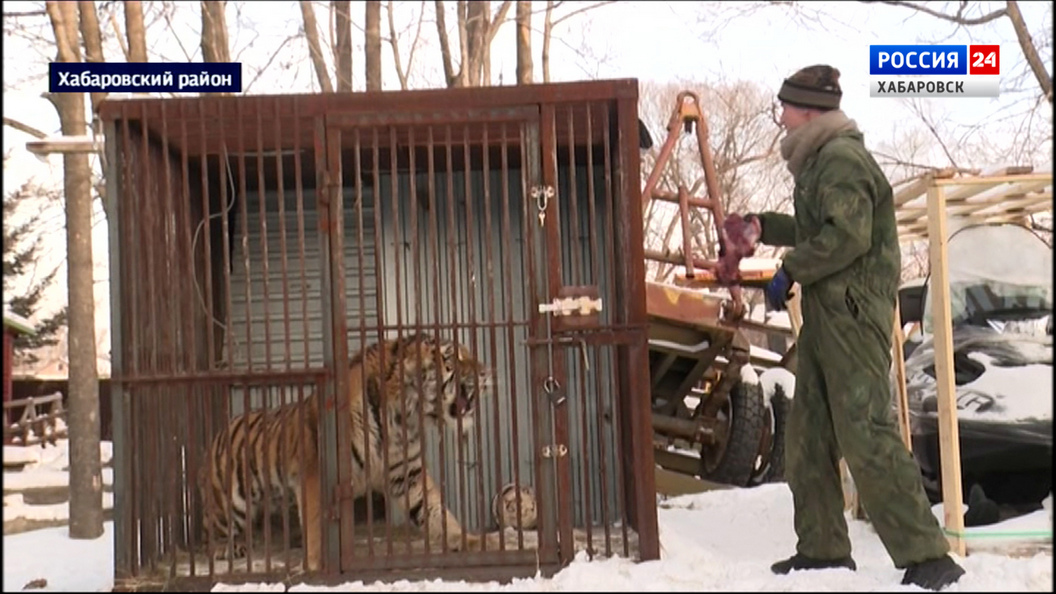 Сразу трёх тигров в тяжёлом состоянии спасают специалисты центра Охотнадзора села Сосновка