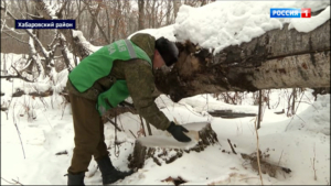 Поймали с поличным: незаконную вырубку в Хабаровском районе остановили сотрудники лесоохраны
