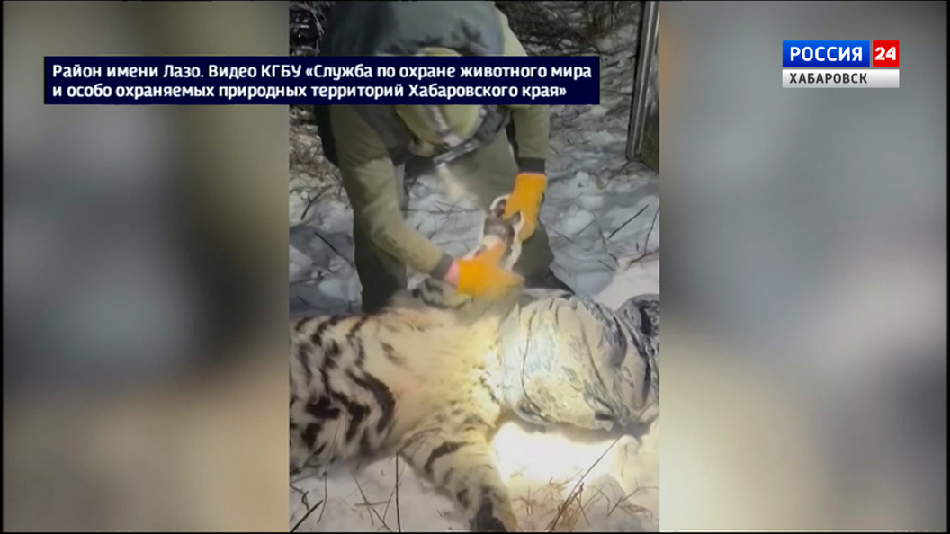Смотрите в 21:10. Очередную конфликтную амурскую тигрицу отловили хабаровские охотоведы