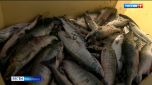 Для увеличения объёмов рыбы на прилавках в Хабаровском крае наращивают её производство