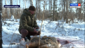 Десятки ловушек и капканов только за один день изъяли в тайге инспекторы «Заповедного Приамурья»
