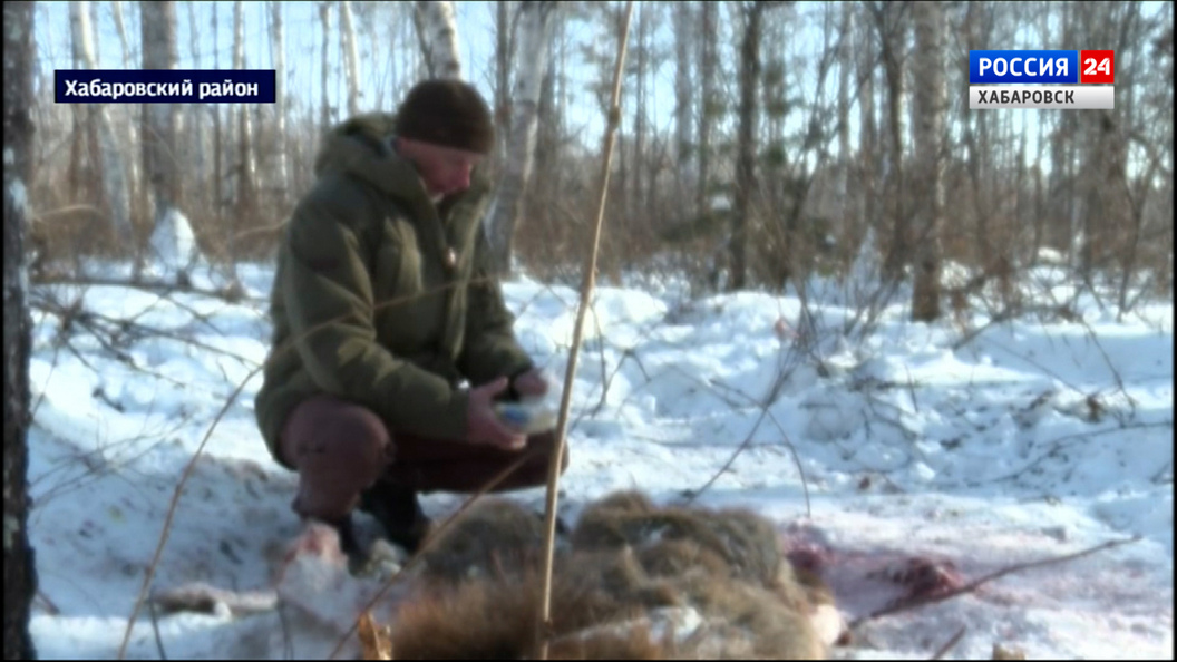 Десятки ловушек и капканов только за один день изъяли в тайге инспекторы «Заповедного Приамурья»
