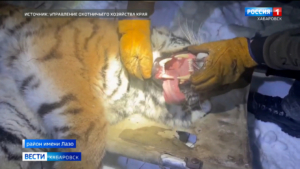 Ещё одну конфликтную тигрицу отловили у посёлка Долми района имени Лазо