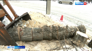 «Бьюти-процедуры» хабаровских улиц: вместо ветхого фонда деревьев в этом году высадят новые саженцы