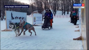 Традиционные гонки на собачьих упряжках «Амурская метель» пройдут на выходных в пригороде Хабаровска