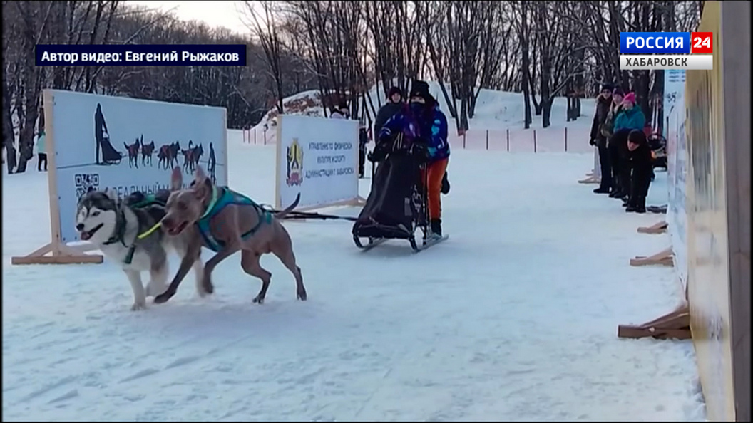 Традиционные гонки на собачьих упряжках «Амурская метель» пройдут на выходных в пригороде Хабаровска
