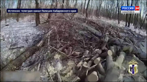 Два лесных браконьера задержаны в Хабаровском крае, возбуждено уголовное дело