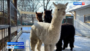 Имена для «звёздного» трио альпак предложат выбрать хабаровчанам