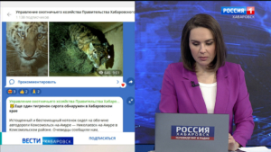 Ещё одного истощённого тигрёнка-сироту отловили в Хабаровском крае, он уже значительно окреп