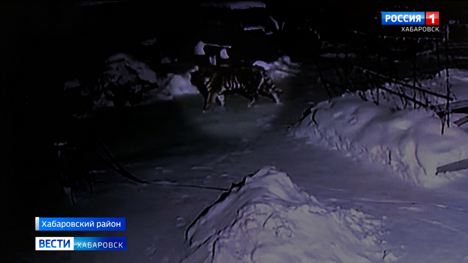 «Еле оклемались, теперь смотрим по сторонам»: тигр попал на камеры наблюдения в селе под Хабаровском