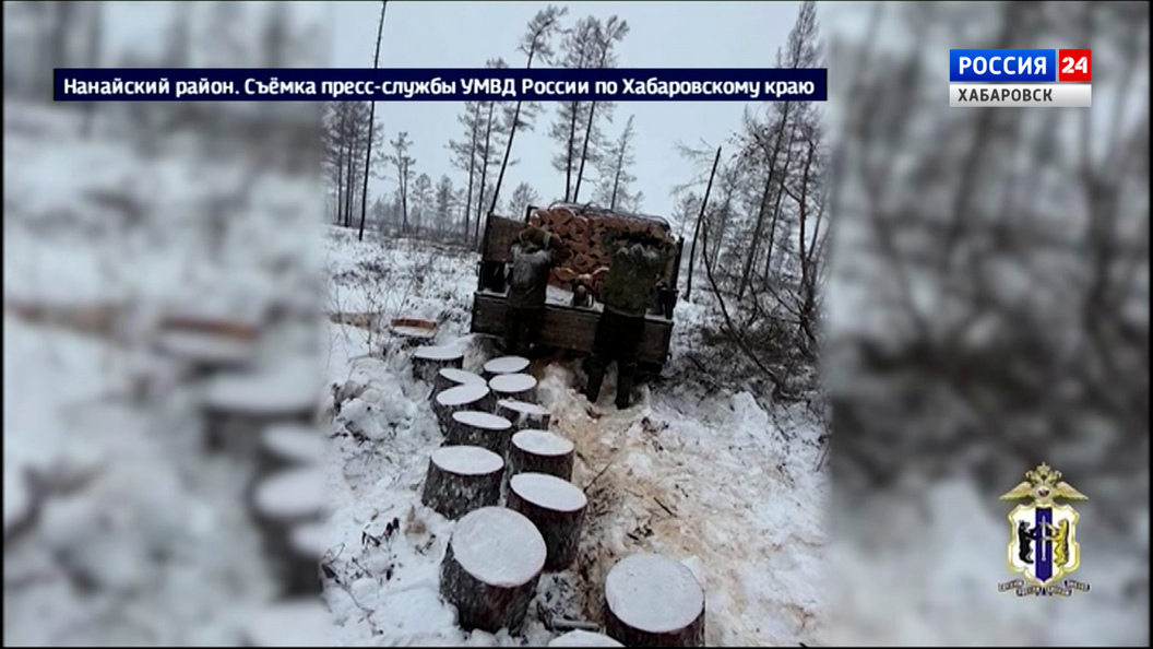 Жители села Маяк напилили дров на уголовное дело, ущерб составил 600 тысяч рублей