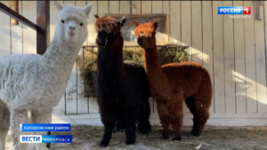 Злата, Зефирка и Оззи: хабаровчане выбрали имена для трио альпак