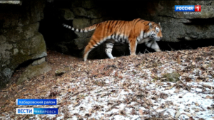 Сын Одыра может стать новым «хозяином тайги»: в крае пересчитали обитателей заповедных территорий