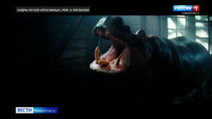 Военная драма «Красавица» выходит сегодня на большие экраны