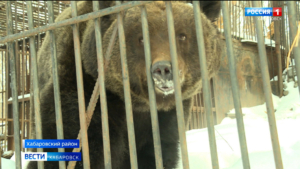 В зоосаде "Приамурский" проснулись от зимней спячки первые питомцы