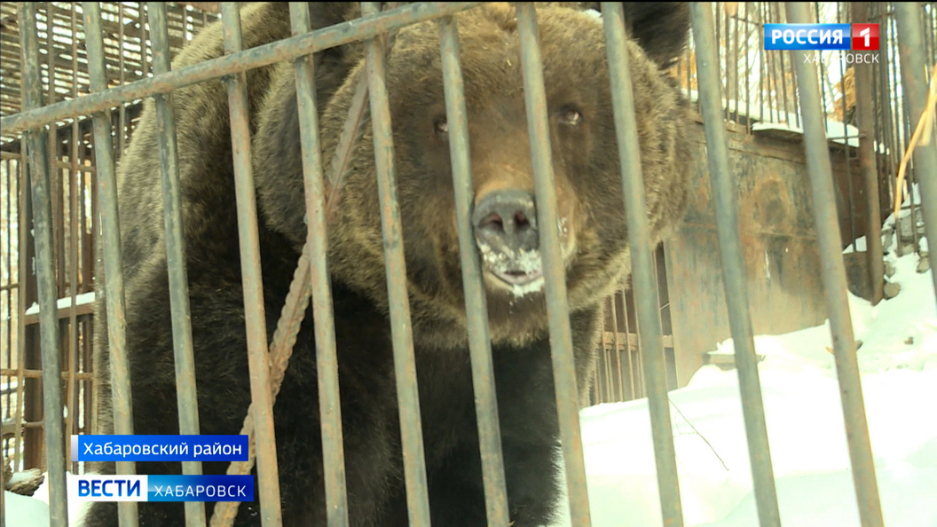 В зоосаде «Приамурский» проснулись от зимней спячки первые питомцы