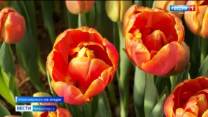 Символы любви и красоты приготовили к главному женскому празднику в Комсомольске-на-Амуре