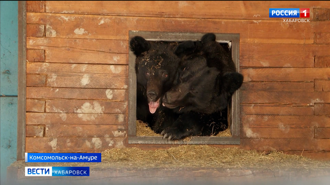 Видеосюжеты