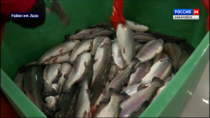 Смотрите в 21:10. Королевскую рыбу выращивают в единственном месте Дальнего Востока