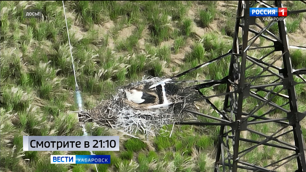 Смотрите в 21:10. Линии электропередач в Хабаровском крае защитят от птиц