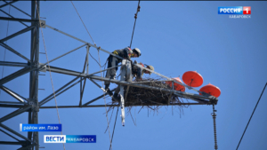 Чтобы сохранить жизнь: краснокнижных аистов защитят от высоковольтных линий