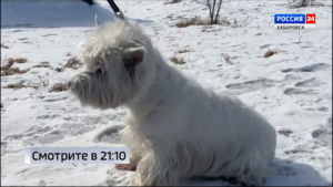 Смотрите в 21:10. Замаскированную отраву для собак находят на улицах хабаровчане