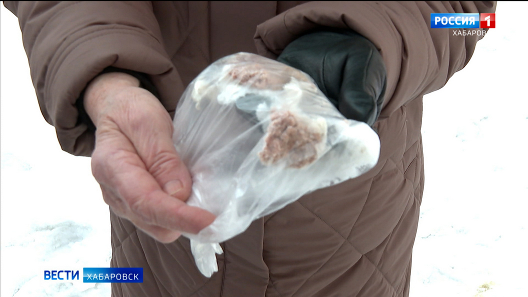 Хозяева питомцев, пострадавших от действий догхантеров в Хабаровске, будут обращаться в полицию