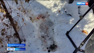 Смотрите в 21:10. Охотоведы Хабаровска пытаются поймать тигрицу – она уже три недели выходит к людям