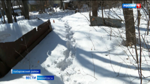 В Хабаровске усилили группу охотоведов, которая пытается поймать тигрицу в окрестностях Хехцира