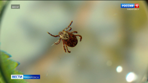 Опасных кровопийц начали замечать в Хабаровске: с приходом тепла в городе просыпаются клещи